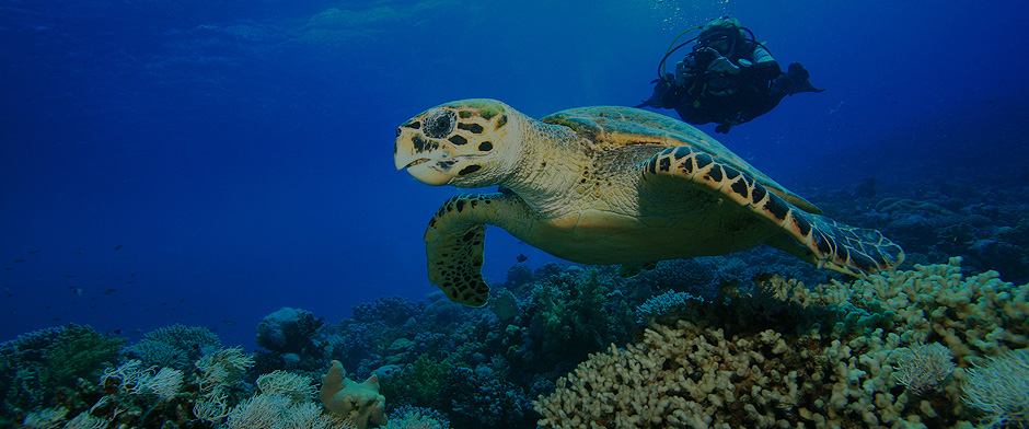 Diving Huatulco