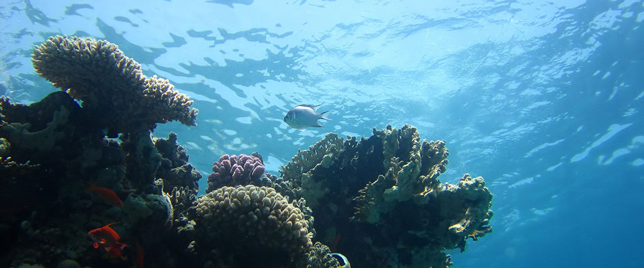 Snorkel en Huatulco