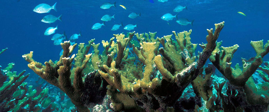 Snorkel en Puerto Escondido