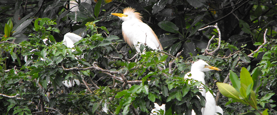 Tours Tortugas Cruceros